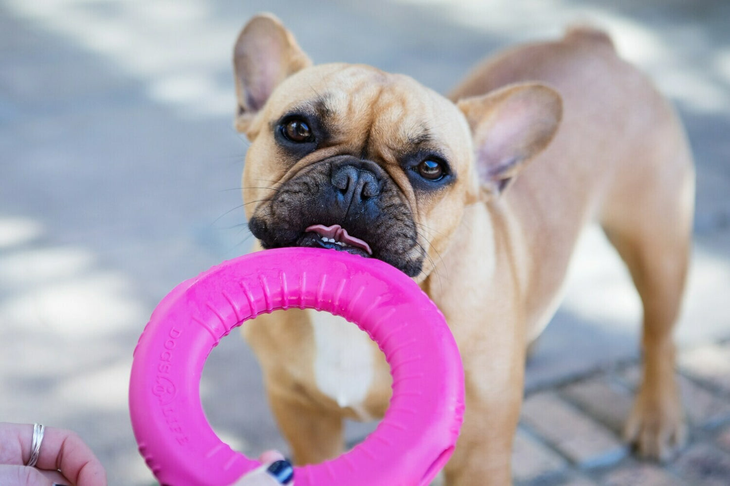 Dog's Life | Natural Rubber Stuffable Gloop Loop - Dog Toy