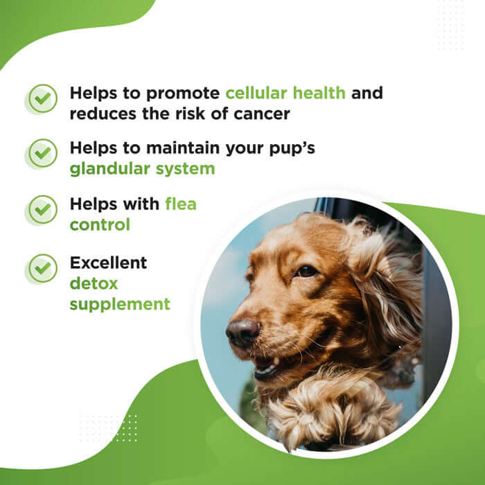 Dog's Lounge - GREEN Organic Super Greens Supplement for Dogs and Puppies