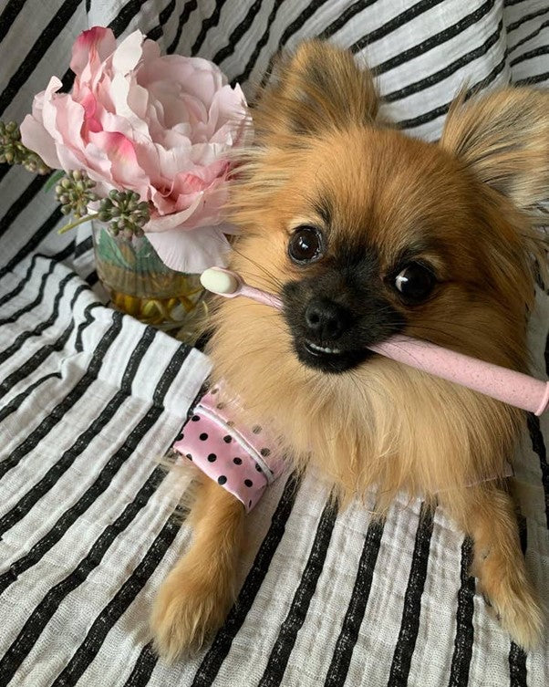 Wag & Bright Supply Co. | Puppy Polisher Eco Toothbrush