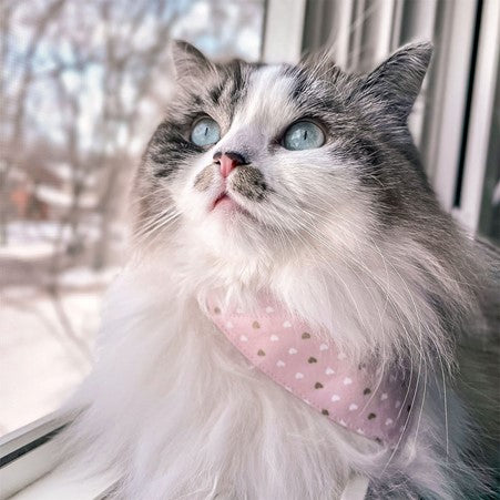 Made By Cleo | "Devotion Pink " Bandana for Cats