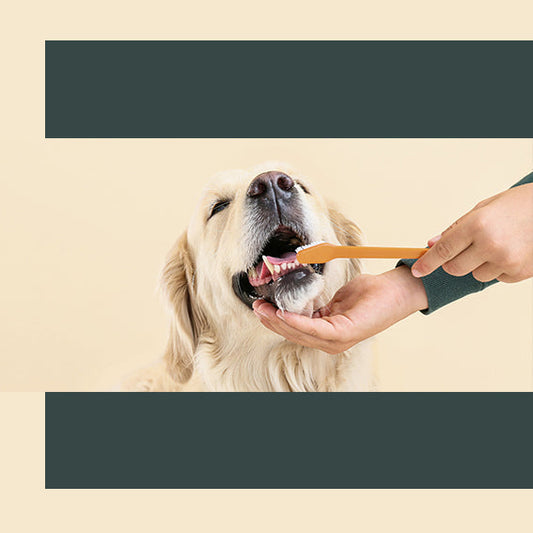 The Ultimate DIY Relaxing Spa Day for Your Dog