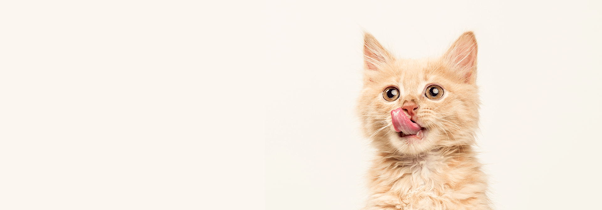 Cat Toys