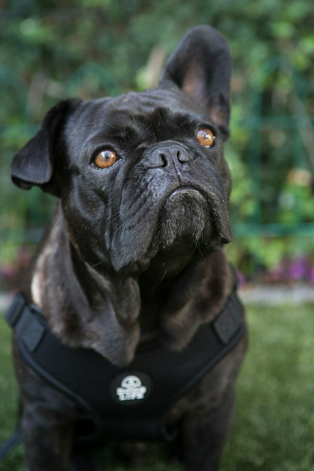 Dog's Life | Dog Harness - Soft Neoprene (Black)