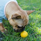 Dog's Life - Natural Rubber Ball | Africa Ball Dog Toy