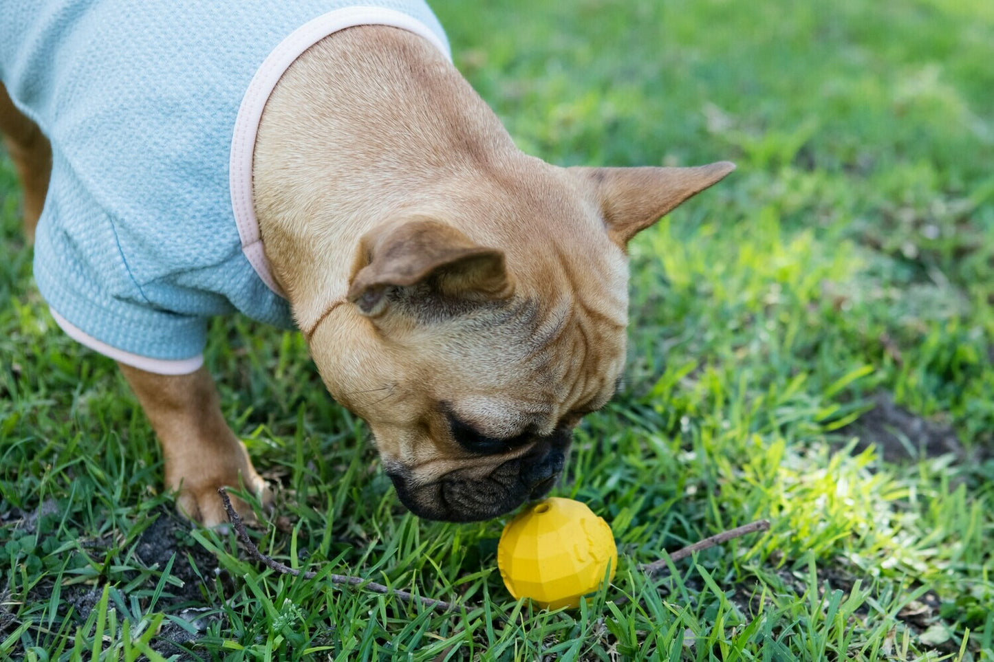 Dog's Life - Natural Rubber Ball | Africa Ball Dog Toy