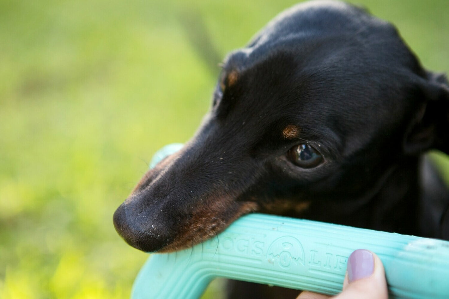 Dog's Life | Natural Rubber Fetchstix - Dog Toy