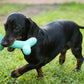 Dog's Life | Natural Rubber Fetchstix - Dog Toy