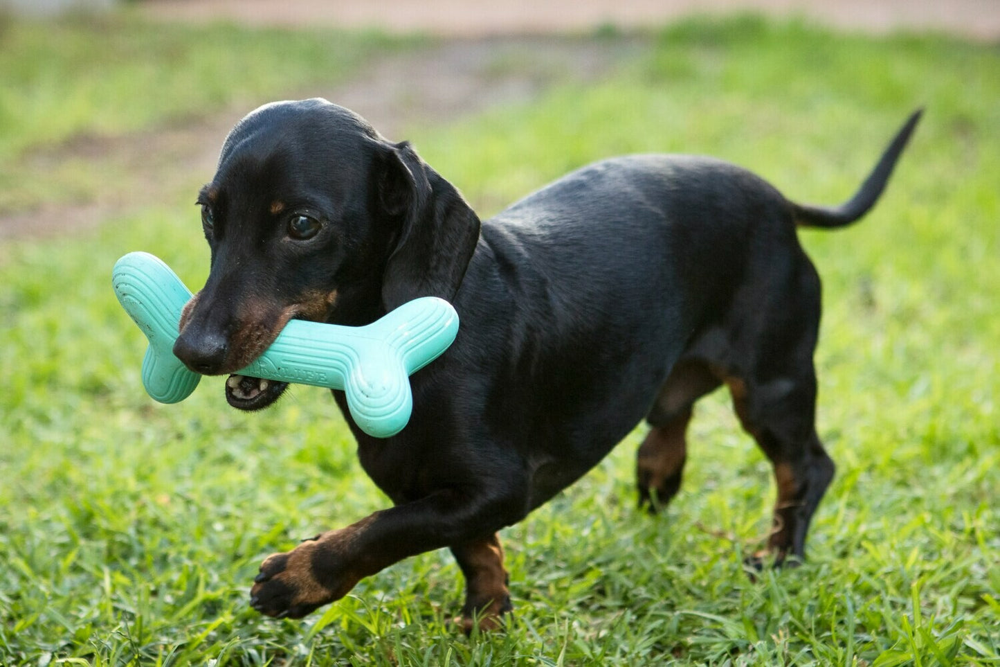 Dog's Life | Natural Rubber Fetchstix - Dog Toy