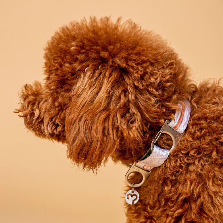 Für Sie | "Matteo" Stylish Dog Collar