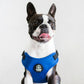 French Bulldog wearing Blue Dog Harness 