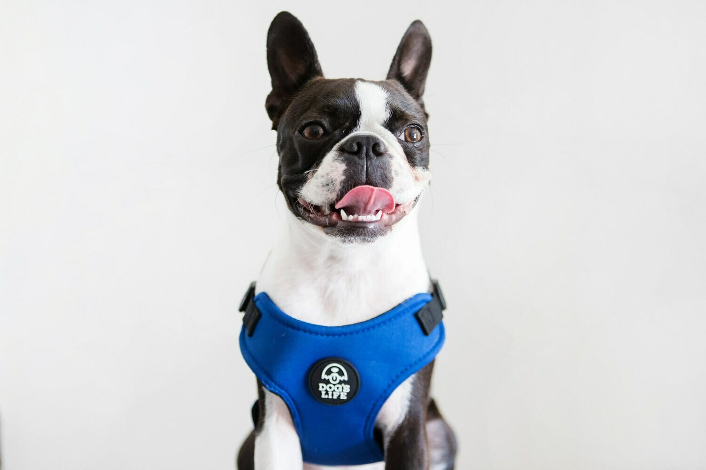French Bulldog wearing Blue Dog Harness 