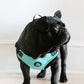 Dog Harness with French Bulldog Turquoise Front View 