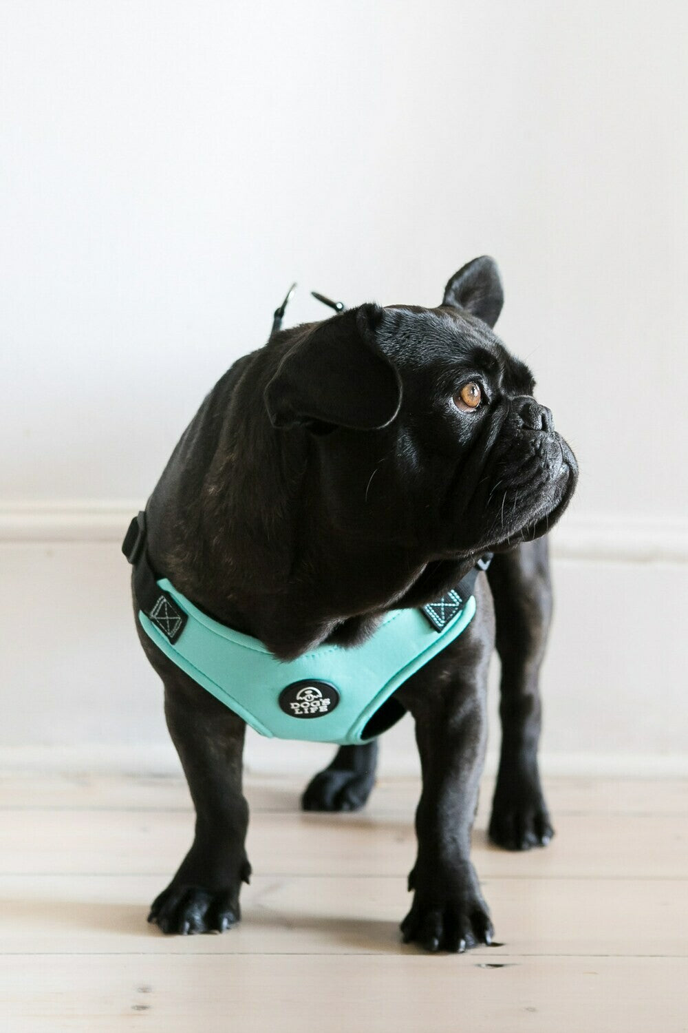 Dog Harness with French Bulldog Turquoise Front View 