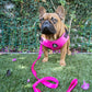 Dog Harness with Dog, front view, Pink 
