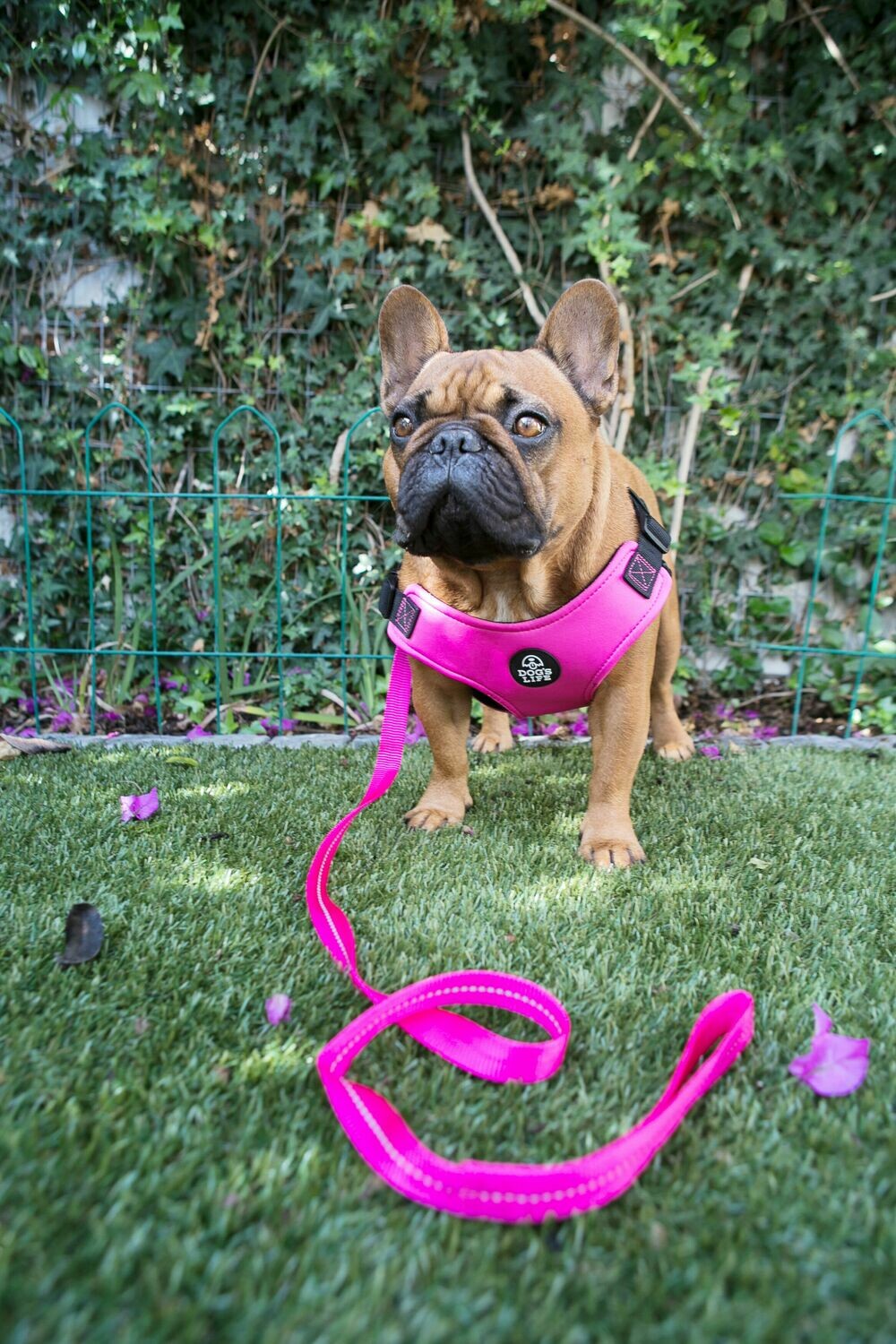Dog Harness with Dog, front view, Pink 