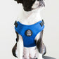 Dog Harness Yale Blue with Dog 