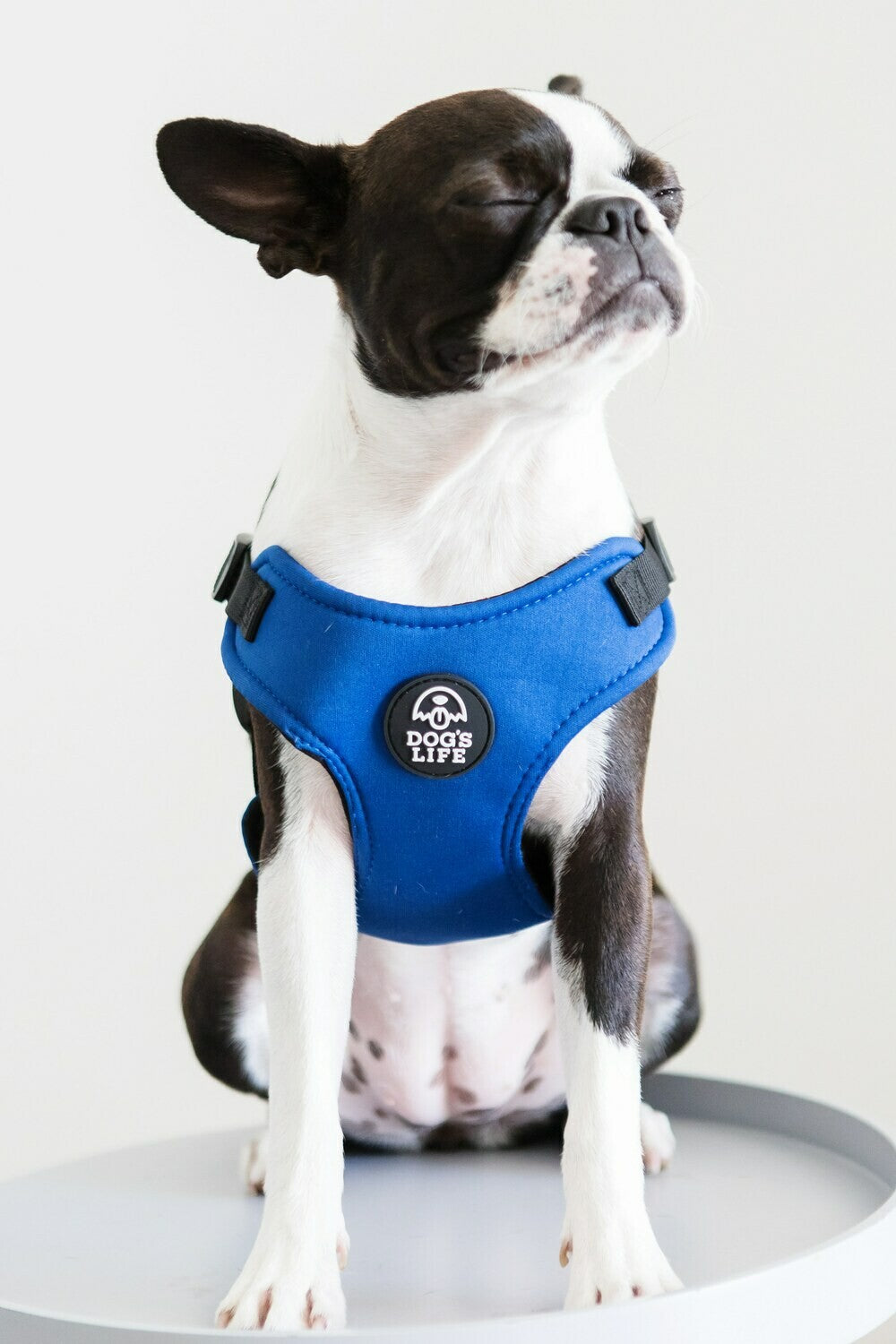 Dog Harness Yale Blue with Dog 