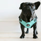 Dog Harness with French Bulldog, Turquoise front view