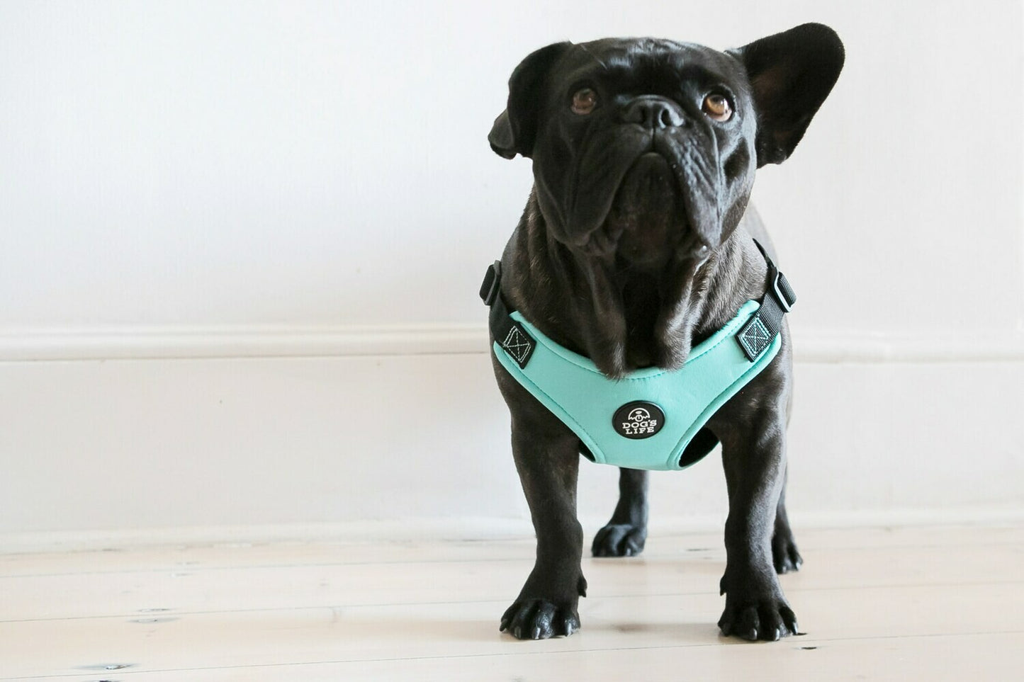Dog Harness with French Bulldog, Turquoise front view