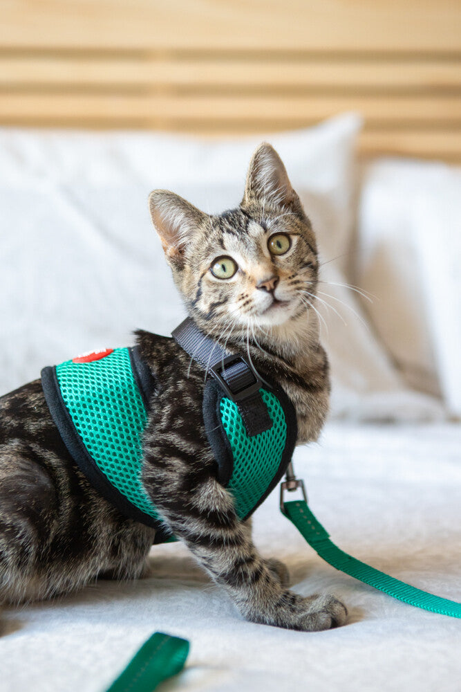 Cat Harness with Cat 