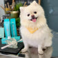 Wag & Bright Supply Co. | Puppy Polish Natural Dog Toothpaste
