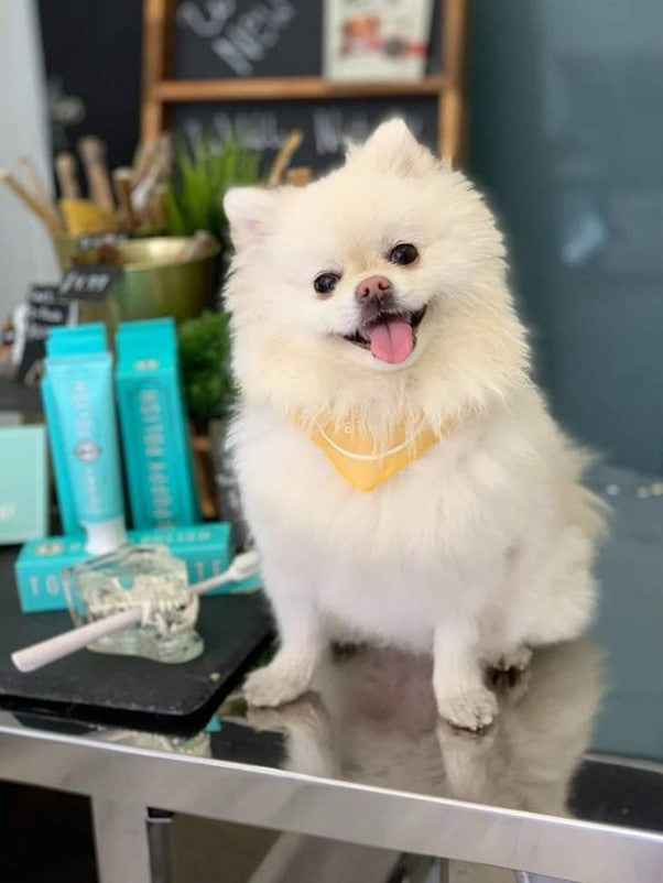 Wag & Bright Supply Co. | Puppy Polish Natural Dog Toothpaste
