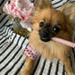 Wag & Bright Supply Co. | Puppy Polisher Eco Toothbrush