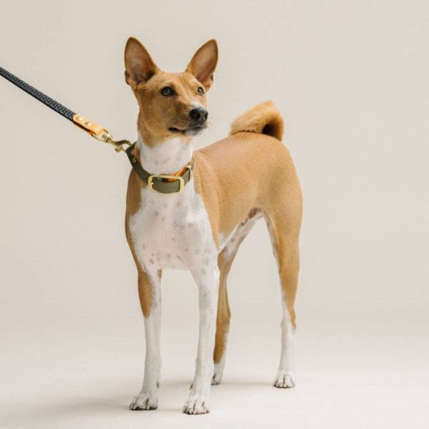 GULA | Rubber & Biothane Dog Leash