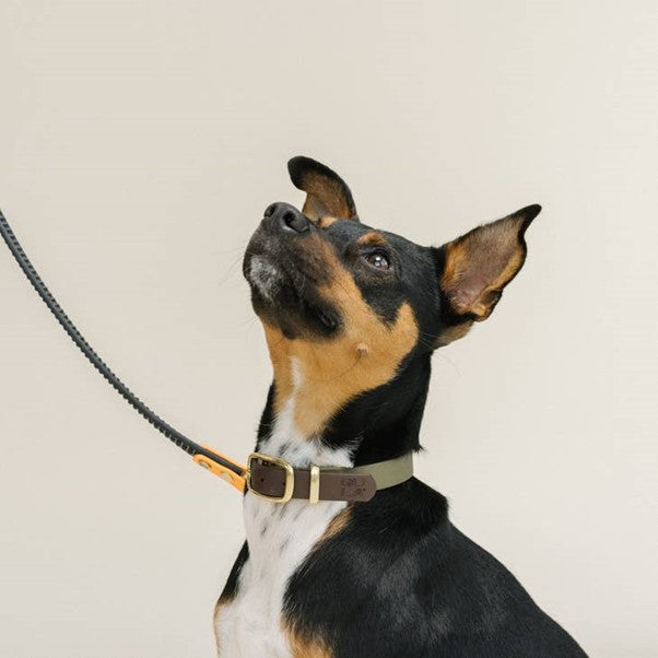 GULA | Rubber & Biothane Dog Leash