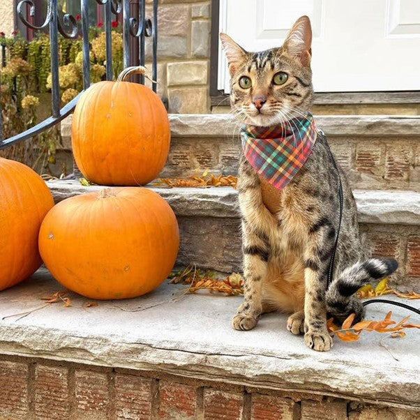 Made By Cleo | "Campfire " Bandana for Cats