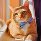 Made By Cleo | "Dusk" Bow Tie for Cats