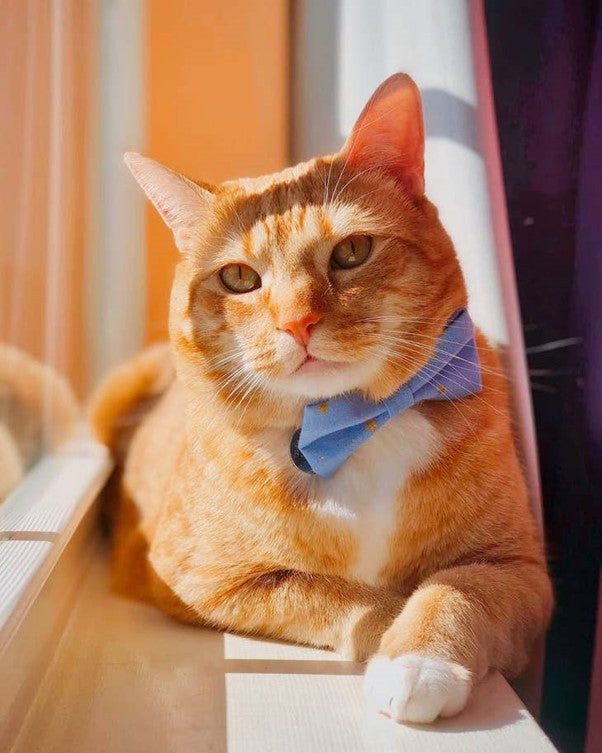 Made By Cleo | "Dusk" Bow Tie for Cats