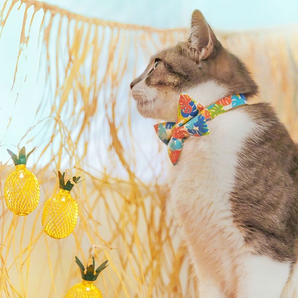 Made By Cleo | "Tiki Dreams" Bow Tie for Cats