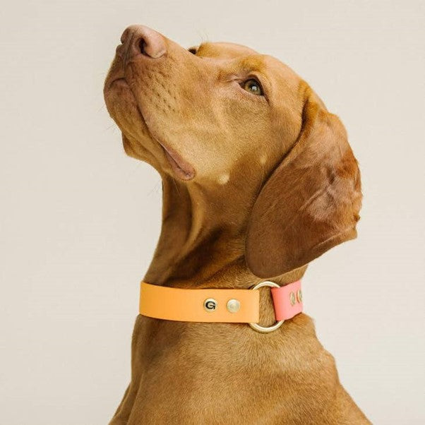 GULA | Dog Collar (Orange & Pink)