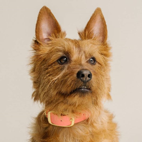 GULA | Dog Collar (Orange & Pink)
