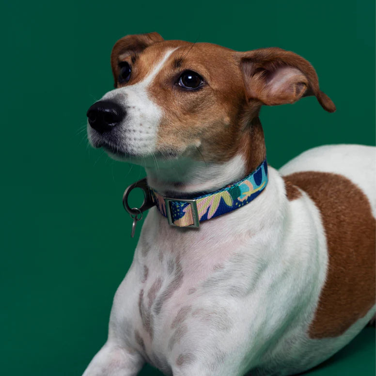Für Sie | "Frans" - Stylish Dog Collar