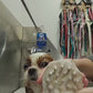 Wag & Bright Supply Co. | Biodegradable Shampoo Brush